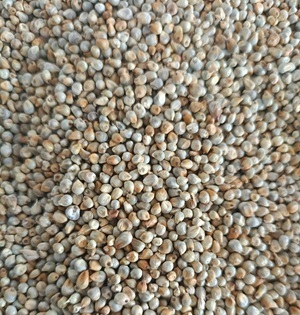Grains & Millets export products