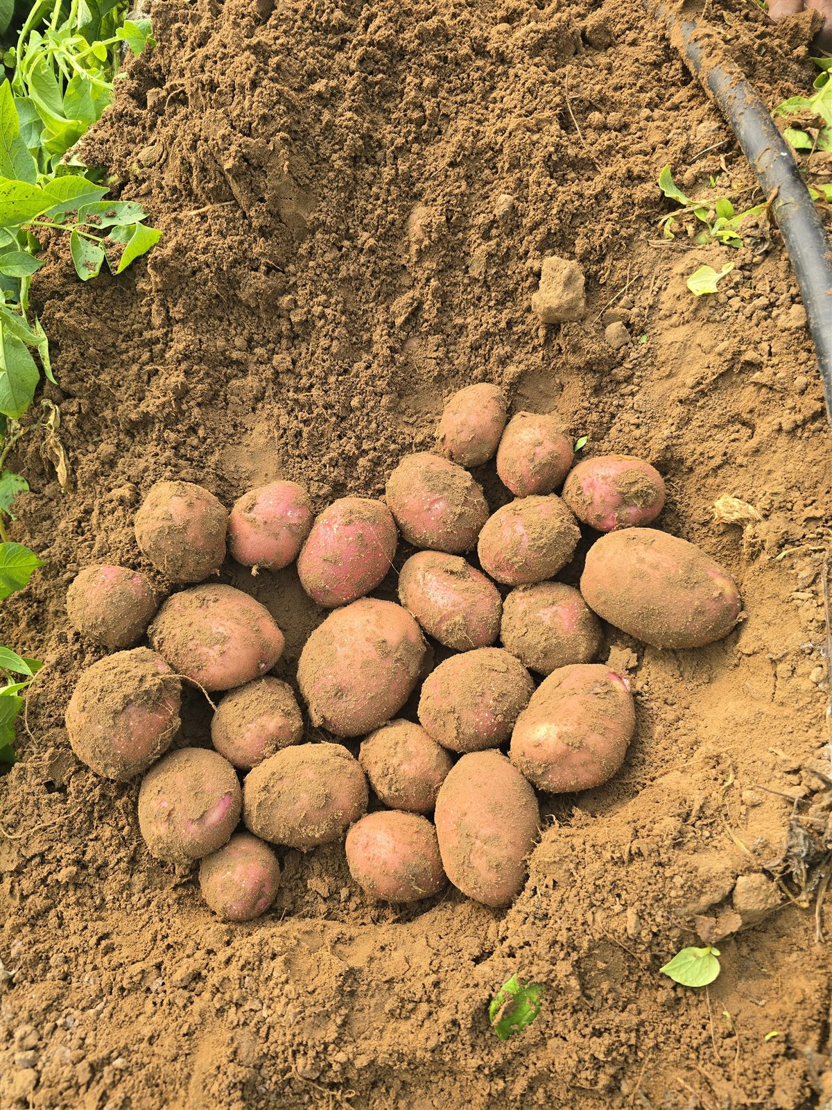 Lady Rosetta Potatoes export product