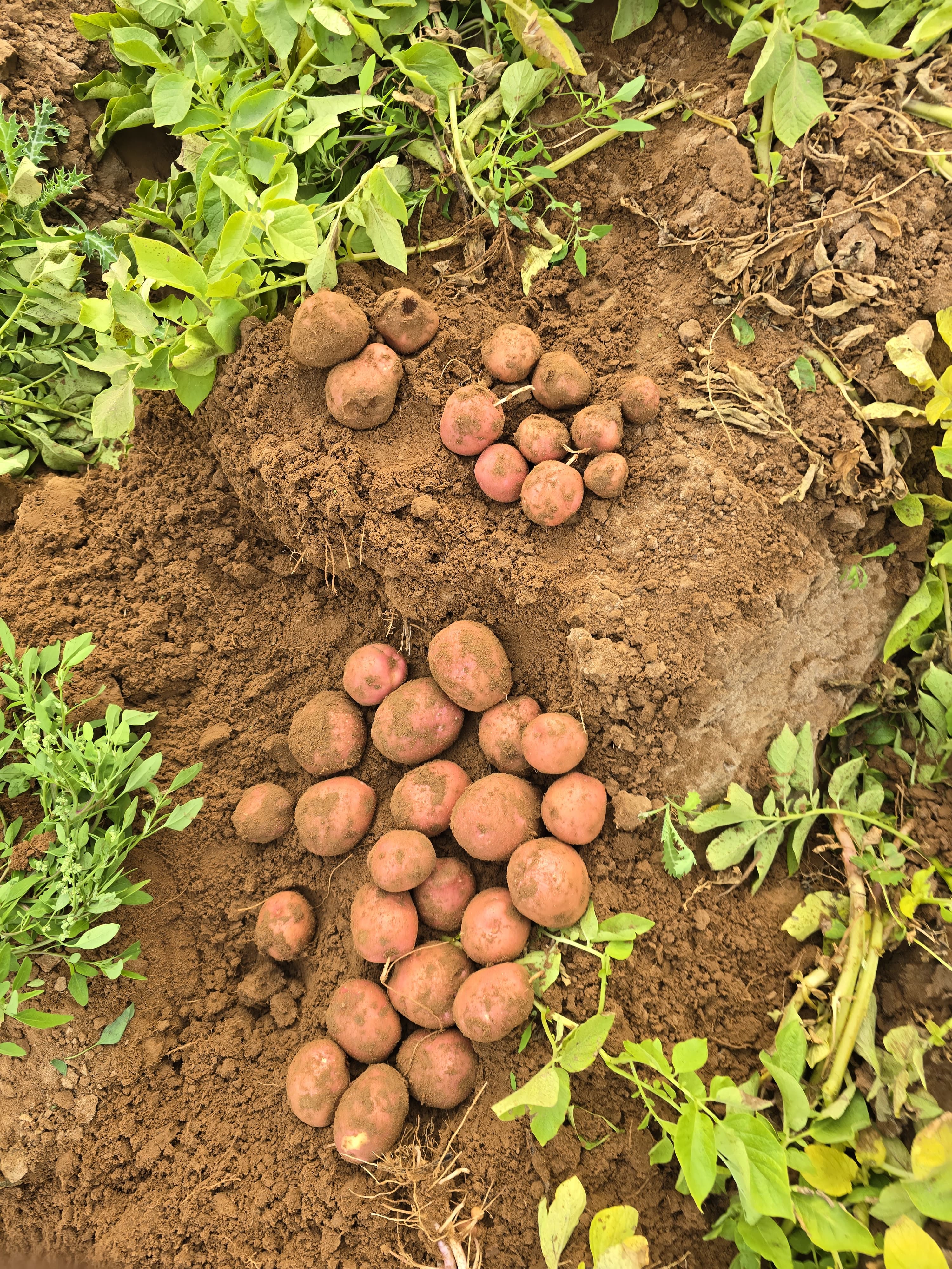 Lady Rosetta Potato: Complete Guide to Gujarat's Premium Processing Potato