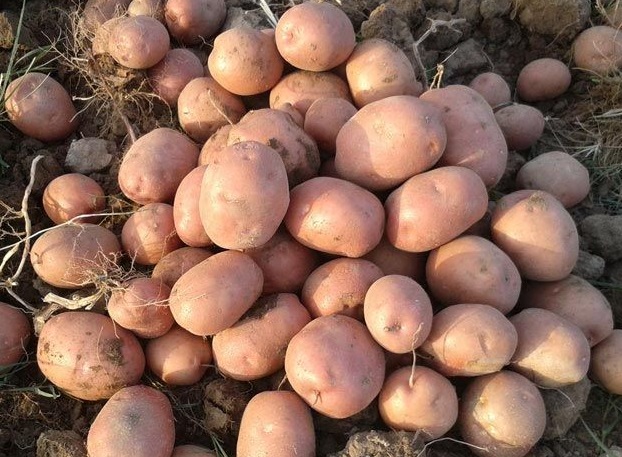 Lady Rosetta Potato Size Grades