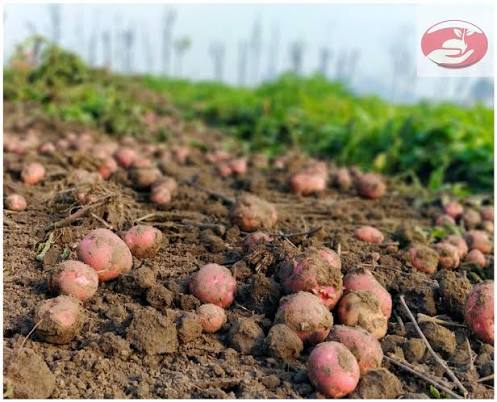 Lady Rosetta Potato Grading | Quality & Size Selection