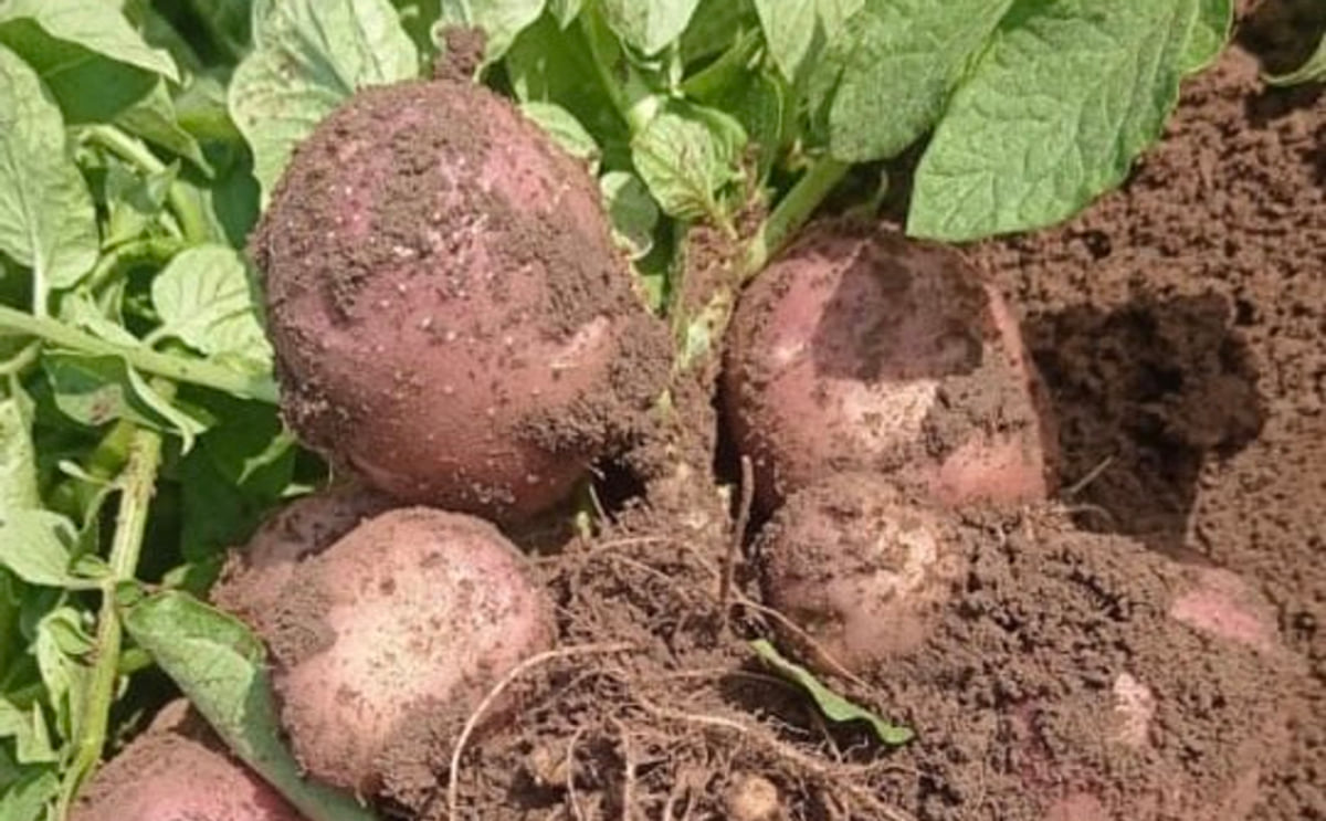 Lady Rosetta Potato Packing for Export | India Supplier