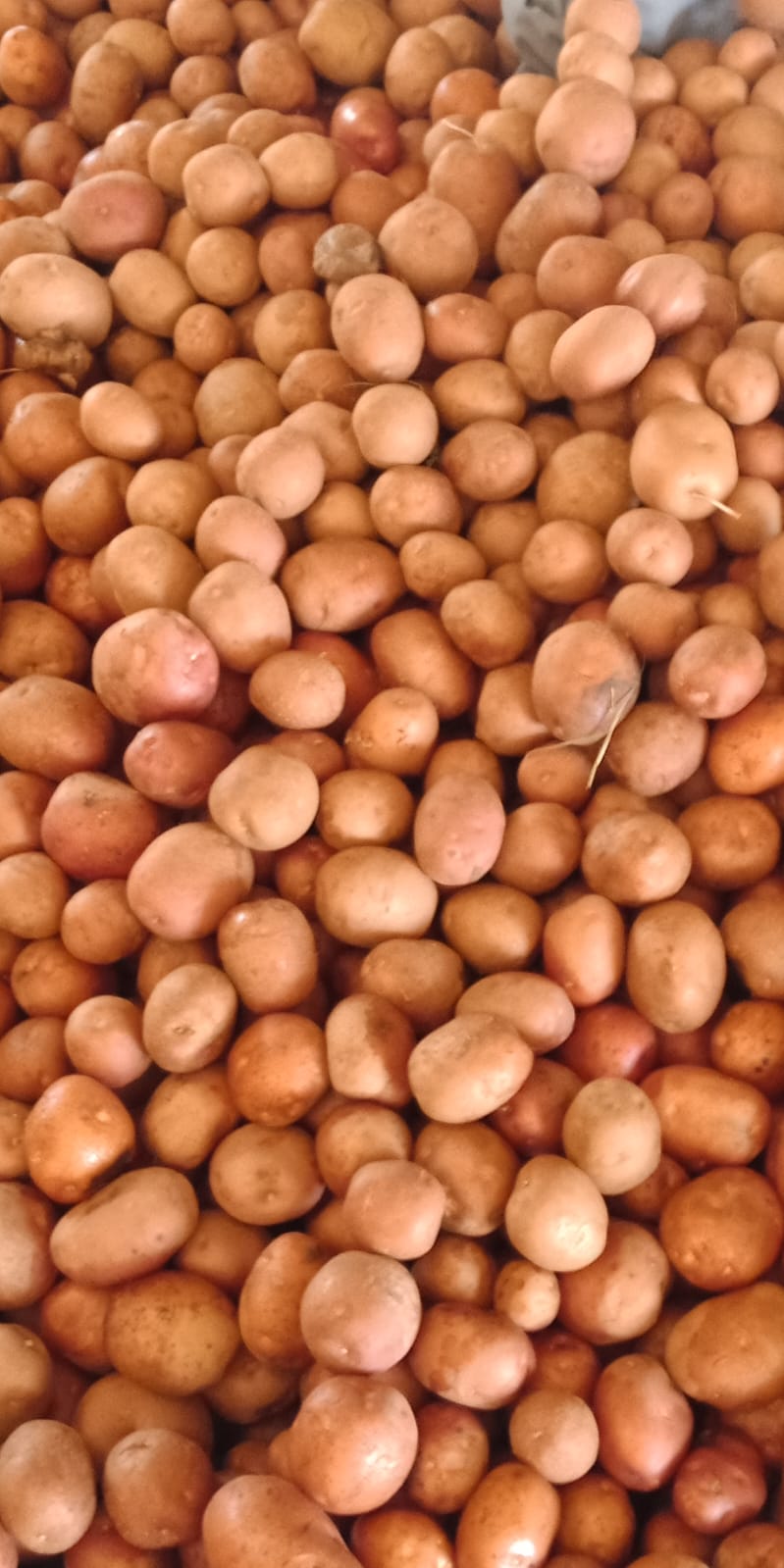Lady Rosetta Potato Exporter from Gujarat, India | LR Potato